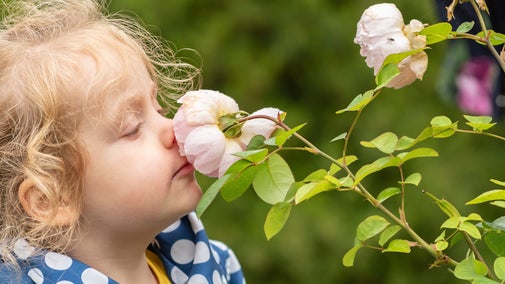 Child visitor smelling a rose in the garden at Gawthorpe Hall, Lancashire